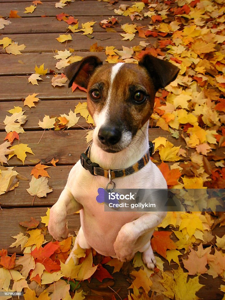 Perro mendicidad - Foto de stock de Terrier Jack Russell libre de derechos