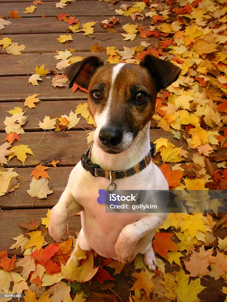 Chien mendier - Photo de Terrier Jack Russell libre de droits