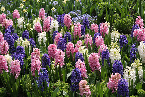 mass plantation de printemps idéal hyacinths - buchart gardens photos et images de collection