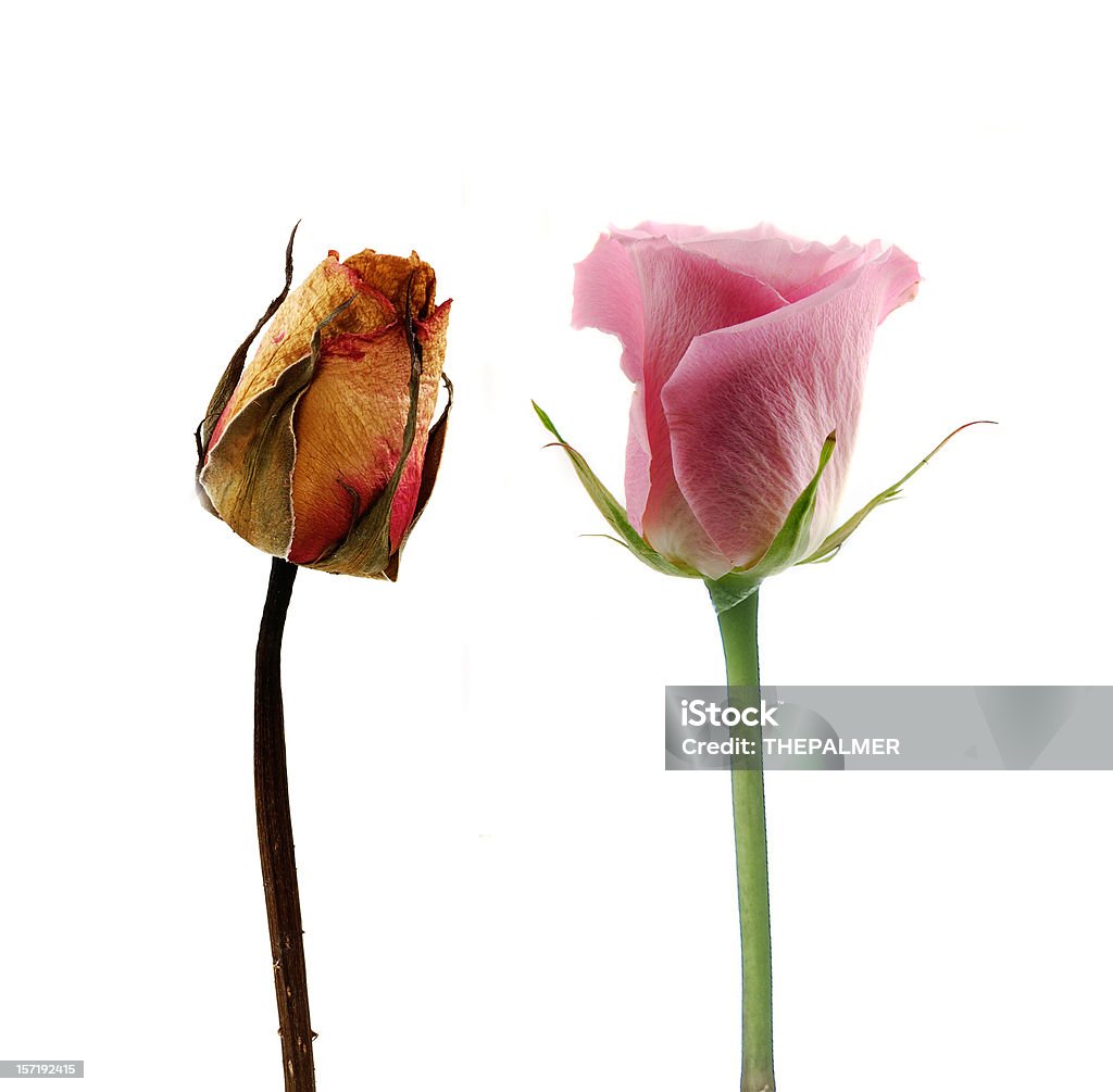 Les frais et sec - Photo de Fleur - Flore libre de droits