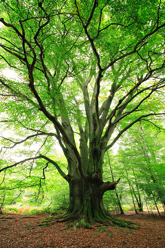leaf canopy of a natural beech forest