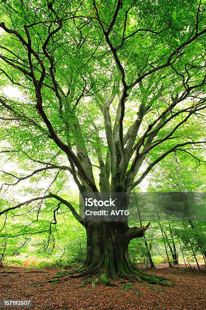 Foto de Gigantesca Árvore De Faia Antiga Floresta De Primavera e mais fotos de stock de Árvore