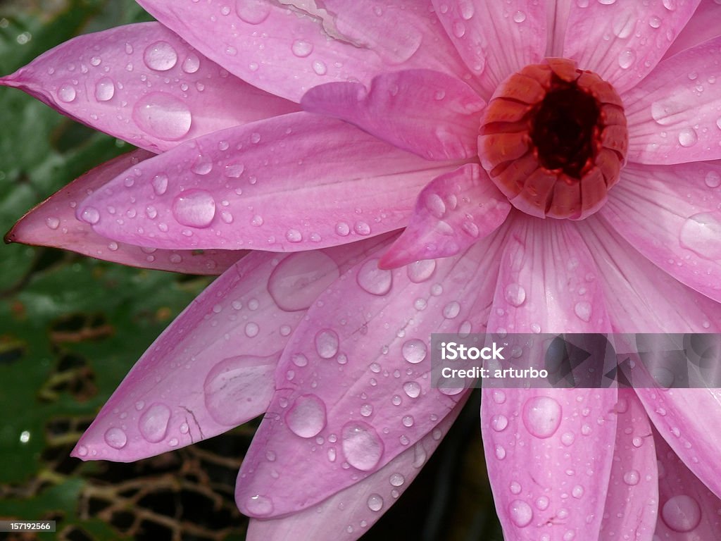 Flor de lótus rosa com água de contas - Foto de stock de Borrifo royalty-free