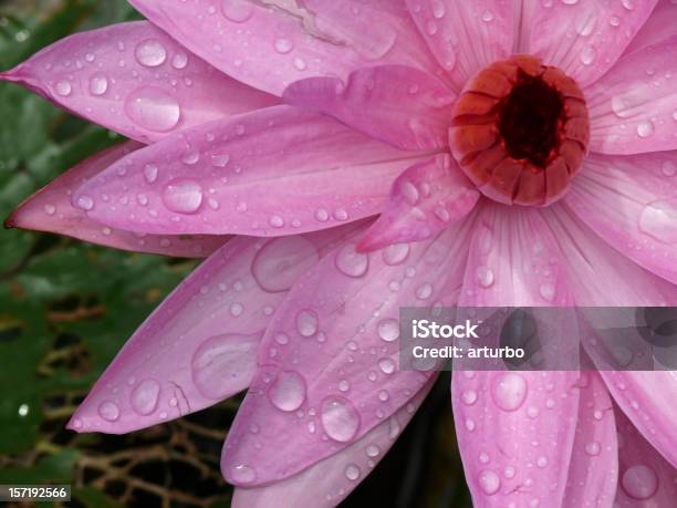 Foto de Flor De Lótus Rosa Com Água De Contas e mais fotos de stock de Borrifo - Borrifo, Florescer, Folha