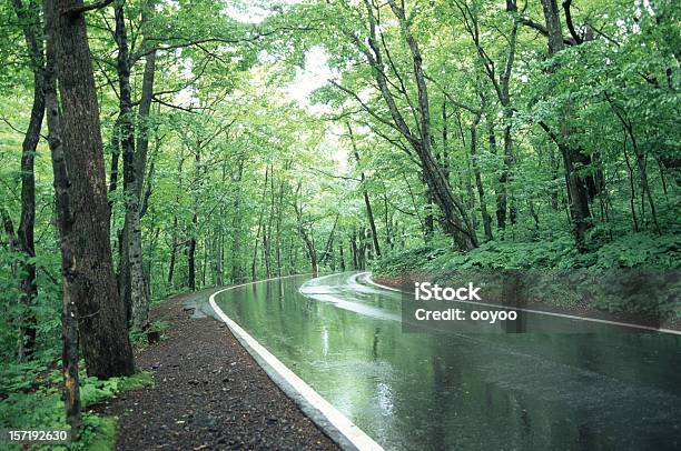 Photo libre de droit de Forêt De Pluie Road banque d'images et plus d'images libres de droit de Mouillé - Mouillé, Route, Pluie