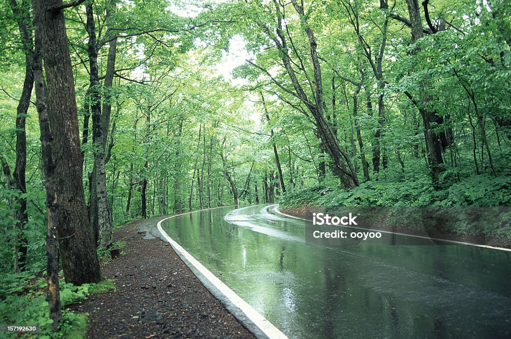 Foresta di pioggia Road - Foto stock royalty-free di Bagnato