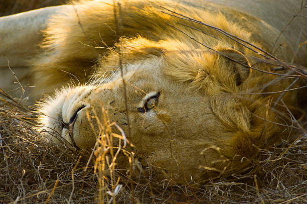 leão - lion sands - fotografias e filmes do acervo