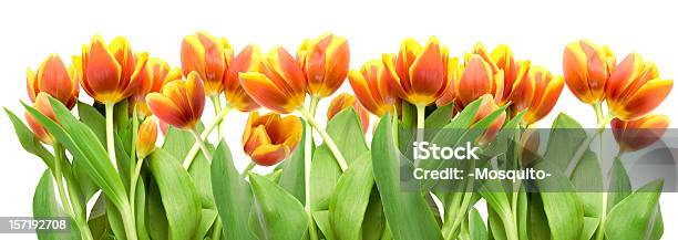 Весна Цветов — стоковые фотографии и другие картинки Тюльпан - Тюльпан, Белый фон, Жёлтый
