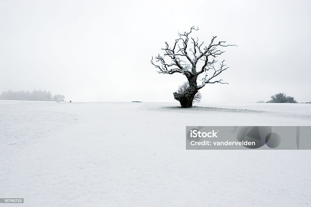 Martwe Snowy Tree - Zbiór zdjęć royalty-free (Pojedyncze drzewo)