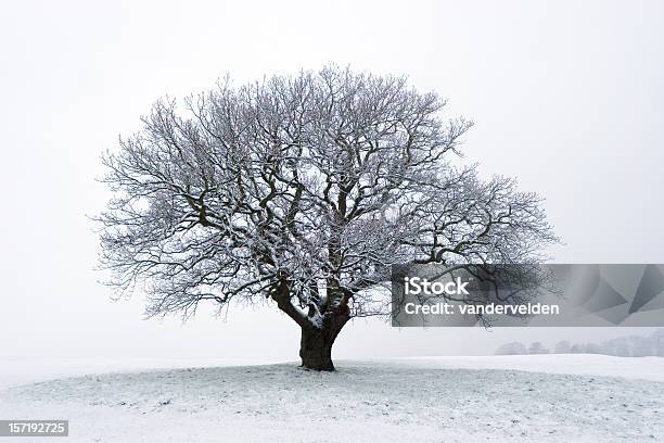 Albero Inverno Con La Neve - Fotografie stock e altre immagini di Albero - Albero, Albero solitario, Albero spoglio