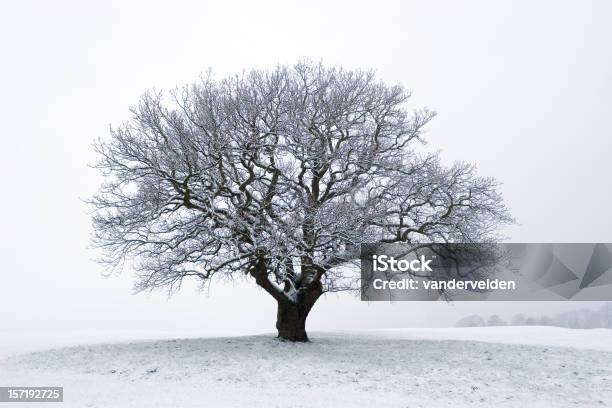 冬の木は雪 - かすみのストックフォトや画像を多数ご用意 - かすみ, オークの木, カラー画像