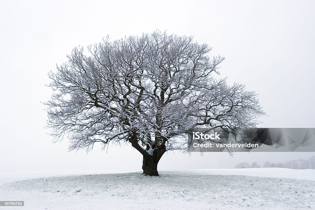 Drzewa w śniegu w zimie - Zbiór zdjęć royalty-free (Bezlistne drzewo)