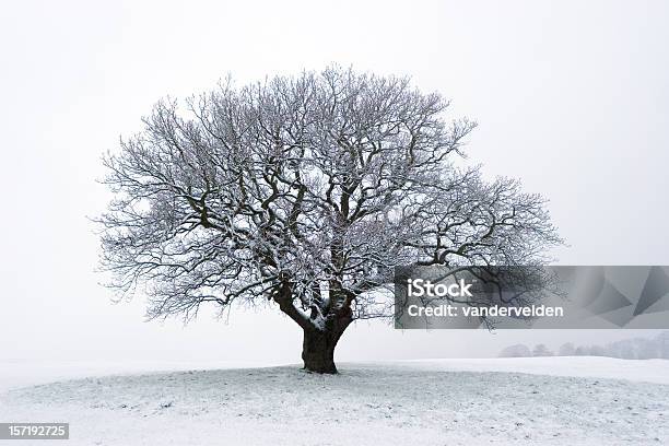 Drzewa W Śniegu W Zimie - zdjęcia stockowe i więcej obrazów Bezlistne drzewo - Bezlistne drzewo, Drzewo, Dąb - drzewo