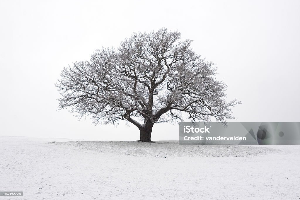 Mattina nebbioso albero - Foto stock royalty-free di Albero