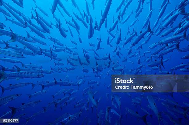 Foto de Natação De Barracudas e mais fotos de stock de Cardume de Peixes - Cardume de Peixes, Peixe, Barracuda