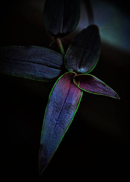 istock Wandering Jew 1571928228
