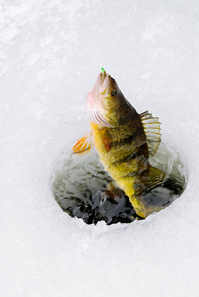 Perch Being Caught Through Ice A yellow perch is being brought up through a hole in the ice during some winter fishing. ice fishing stock pictures, royalty-free photos & images