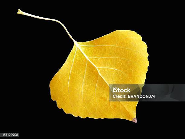 Photo libre de droit de Feuille Dautomne banque d'images et plus d'images libres de droit de Automne - Automne, Feuille, Fond noir