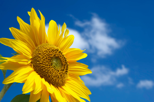 Beautiful yellow sunflower in the sun against blue sky.