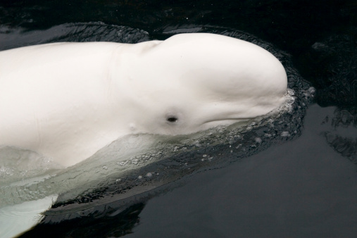 Beluga whale photo