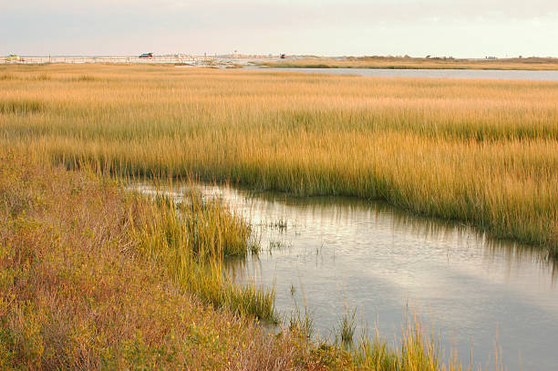istock Marsh at Chincoteague Island 157192977