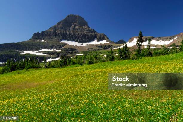 Wiszący Garden - zdjęcia stockowe i więcej obrazów Dziki kwiat - Dziki kwiat, Bez ludzi, British Columbia Glacier National Park