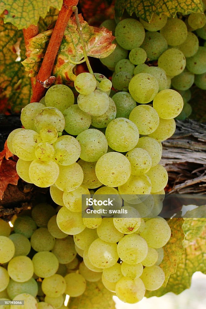 White Wine Grapes White wine grapes growing in a vineyard Chardonnay Grape Stock Photo