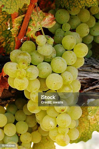 White Wine Grapes Stock Photo - Download Image Now - Chardonnay Grape, Vineyard, California