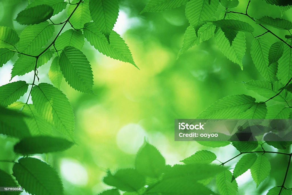 Foglie verdi - Foto stock royalty-free di Primavera