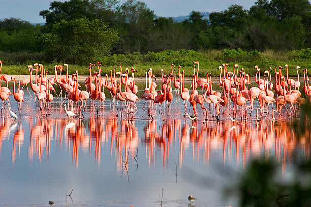istock Flamingos at a Tropical coastal lagoon 157193062