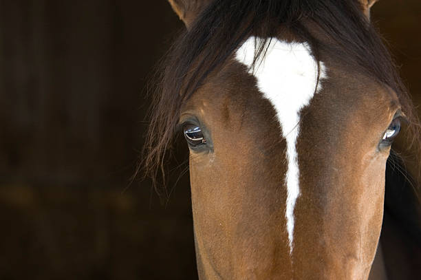 pferdekopf - horse brown animal farm stock-fotos und bilder