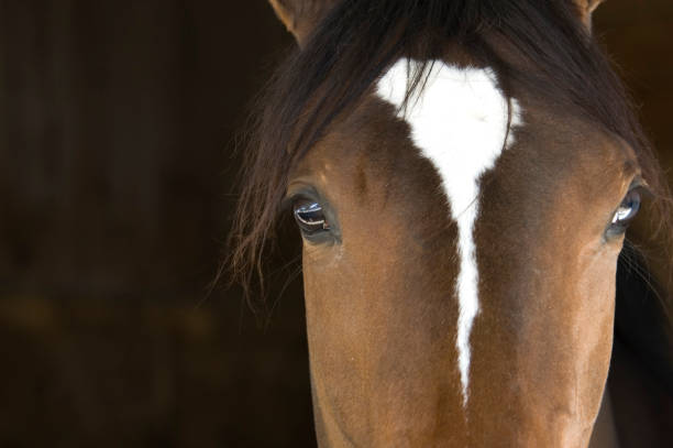 Cabeza de caballo - foto de stock