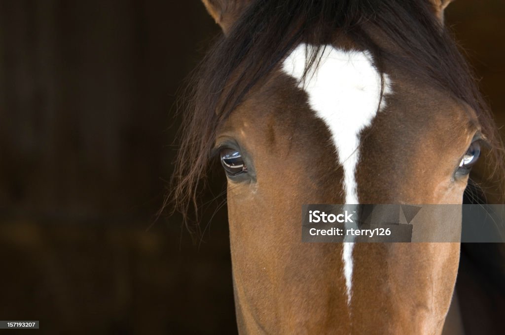 Cabeça de Cavalo - Royalty-free Cavalo - Família do Cavalo Foto de stock