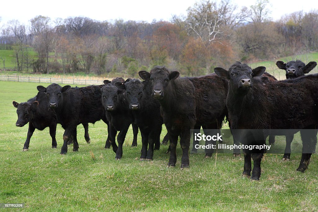 Mucche Angus nere Bovino domestico mandria in campo - Foto stock royalty-free di Agricoltura