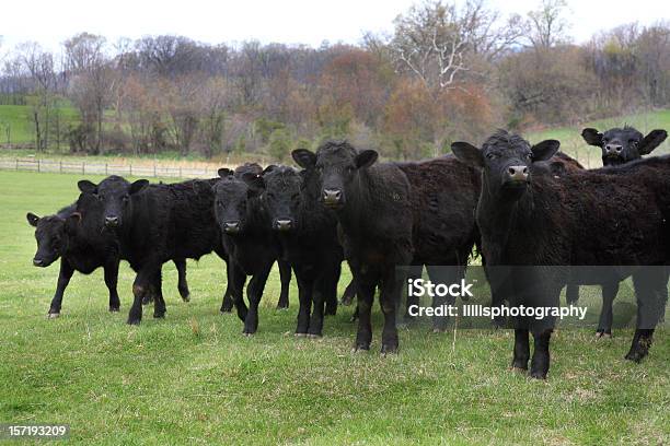 Mucche Angus Nere Bovino Domestico Mandria In Campo - Fotografie stock e altre immagini di Agricoltura