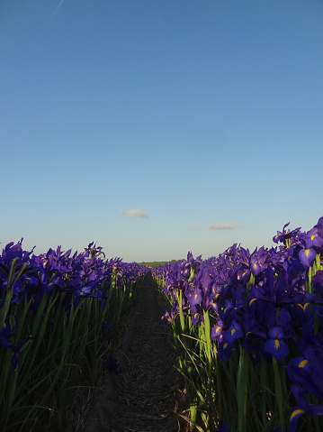 Rows of purple flowers found in one of many polders, the Netherlands