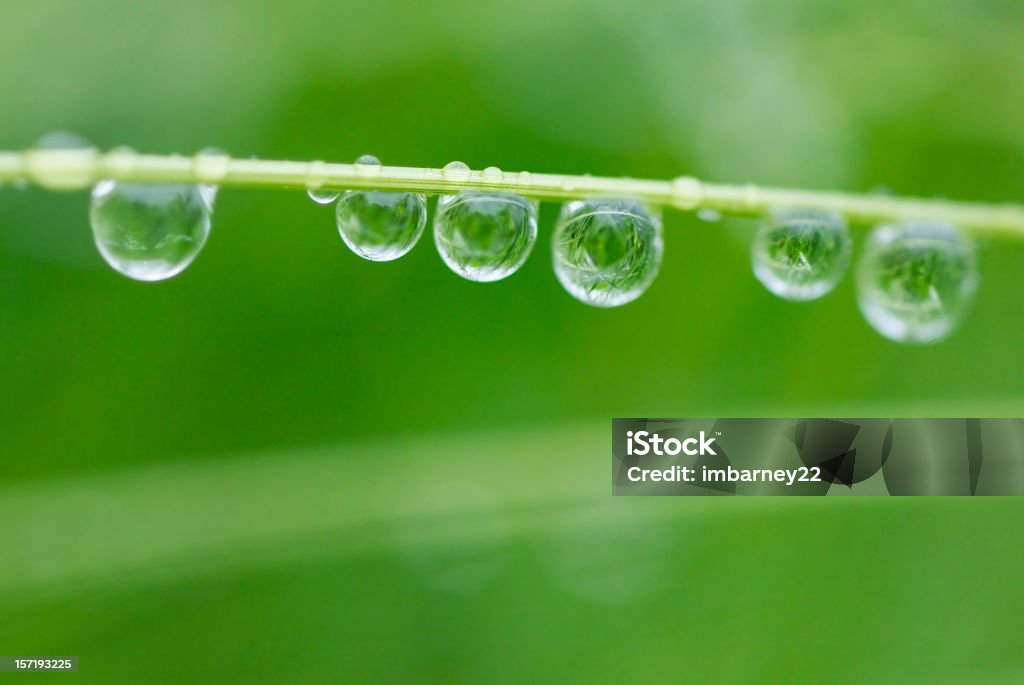 Gotas de rocío - Foto de stock de Agua libre de derechos