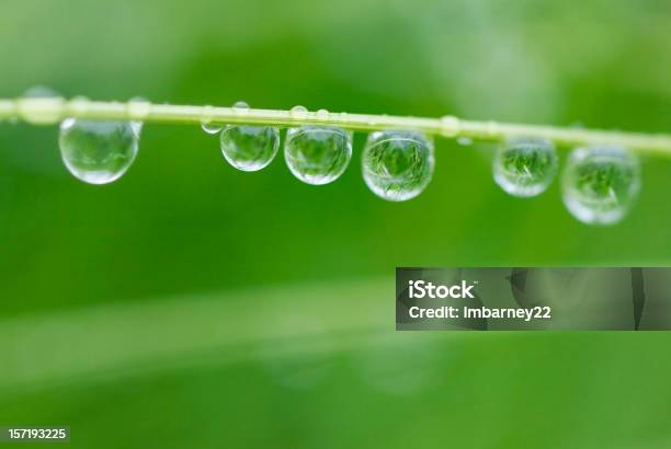 Krople Rosy - zdjęcia stockowe i więcej obrazów Deszcz - Deszcz, Fotografika, Horyzontalny