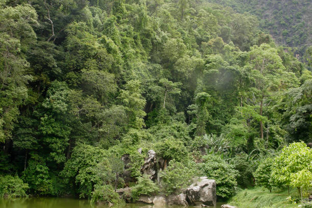 istock Khao Sok national park, Thailand, Asia 1571932747