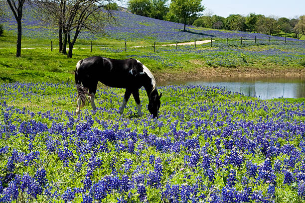 horse in bluebonnet meadow  texas bluebonnet stock pictures, royalty-free photos & images