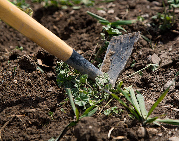 Gardening Tool A close up of a garden tool in the process of digging weeds from top soil.  The handle and the head is visible.  Focus is on the head with a shallow depth of field.  Remnants of grass and weeds surrounds the tool. garden hoe photos stock pictures, royalty-free photos & images