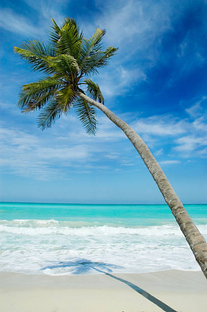 beach and beautiful tropical sea