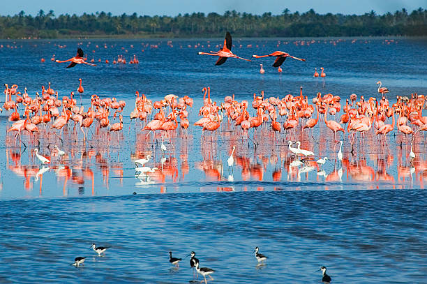 istock Flamingos in a Tropical coastal lagoon 157193379