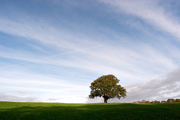 distante quercia - oak tree treelined tree single object foto e immagini stock