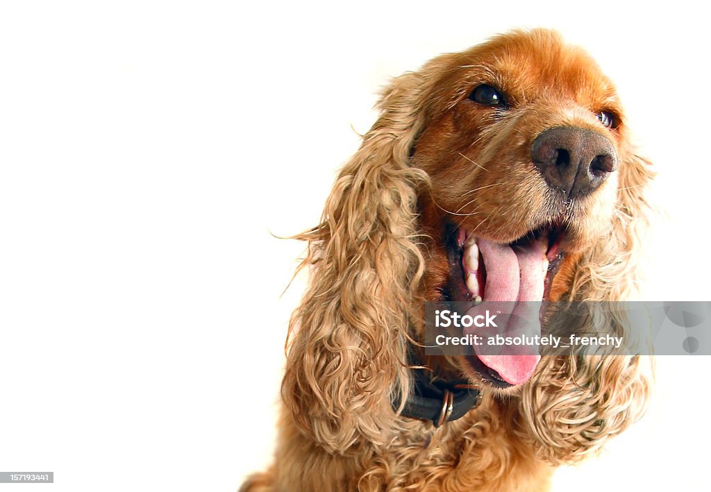 Talking dog  Dog Stock Photo