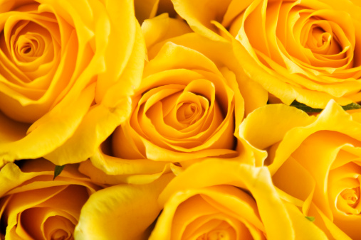 Yellow flowers, roses, bouquet, message card, background