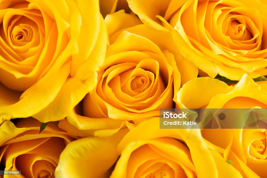 Róż na Dzień Matki - Zbiór zdjęć royalty-free (Żółty)
