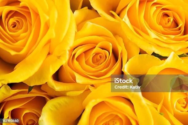Róż Na Dzień Matki - zdjęcia stockowe i więcej obrazów Żółty - Żółty, Róża, Kwiat - Roślina