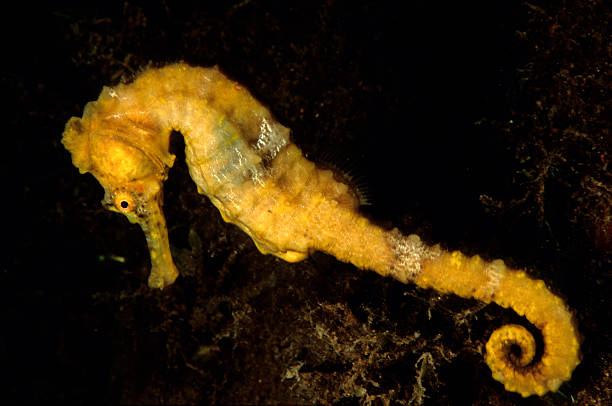 Yellow Seahorse Seahorse with curled tail on algae. longsnout seahorse hippocampus reidi stock pictures, royalty-free photos & images