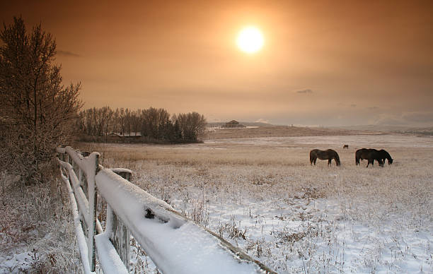 冬のランチ - prairie farm winter snow ストックフォトと画像